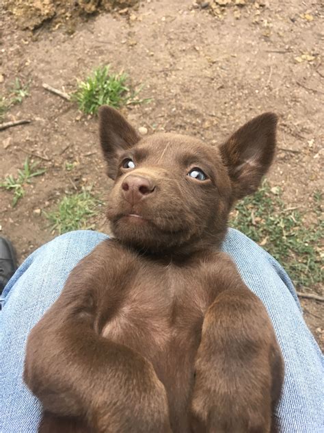 australian kelpie for sale.